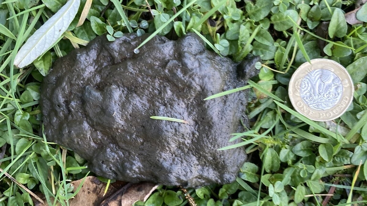 Back To The Poo-ture!