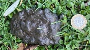 Back To The Poo-ture! show image