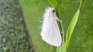 Marvelous Moths: Celebrating The "In-between Time" show image