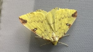 Mooney Goes Wild show image