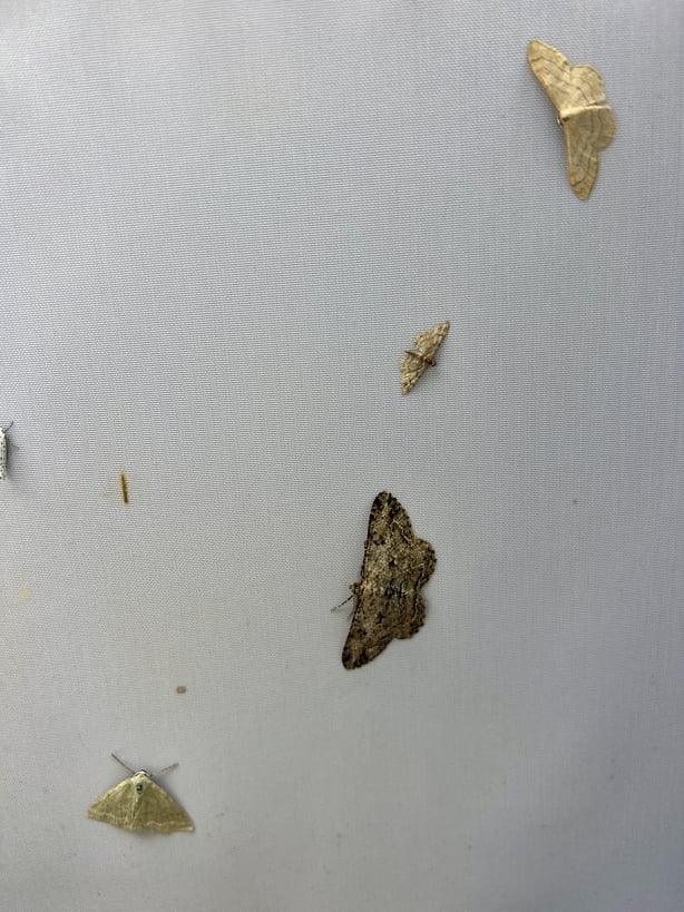 Selection from moth trap