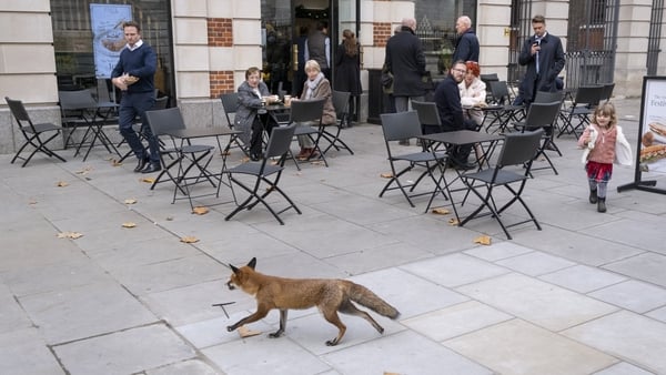 As members of the public look with curiosity, a disorientated young red fox which runs in broad daylight through the churchyard at St Paul's Cathedral in the City of London, the capital's financial district, on 16th November 2021, in London, England. Ther