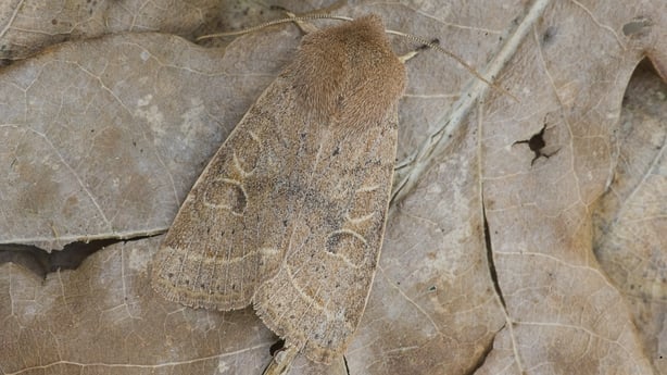 Common Quaker Moth (photo: Mike Powles / Getty)