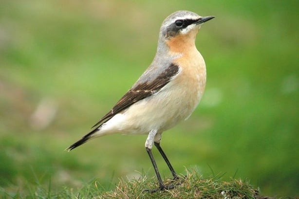 Wheatear-21-Tom-Shevlin-600x400_BWI
