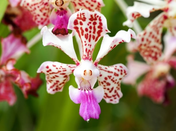 Darwin's Orchid (Angraecum sesquipedale) (Valter Jacinto / Getty)