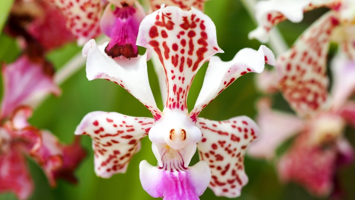 What Do Plants Do At Night At This Time Of Year?