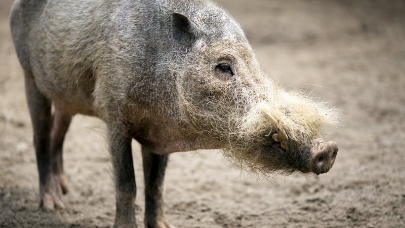 A wild boar (stock image)