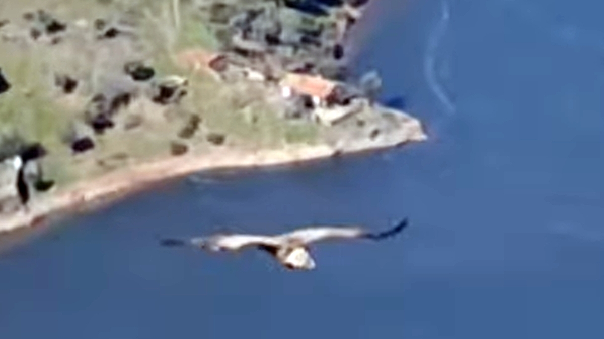 Griffon Vulture In Spain