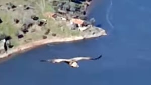 Griffon Vulture In Spain show image