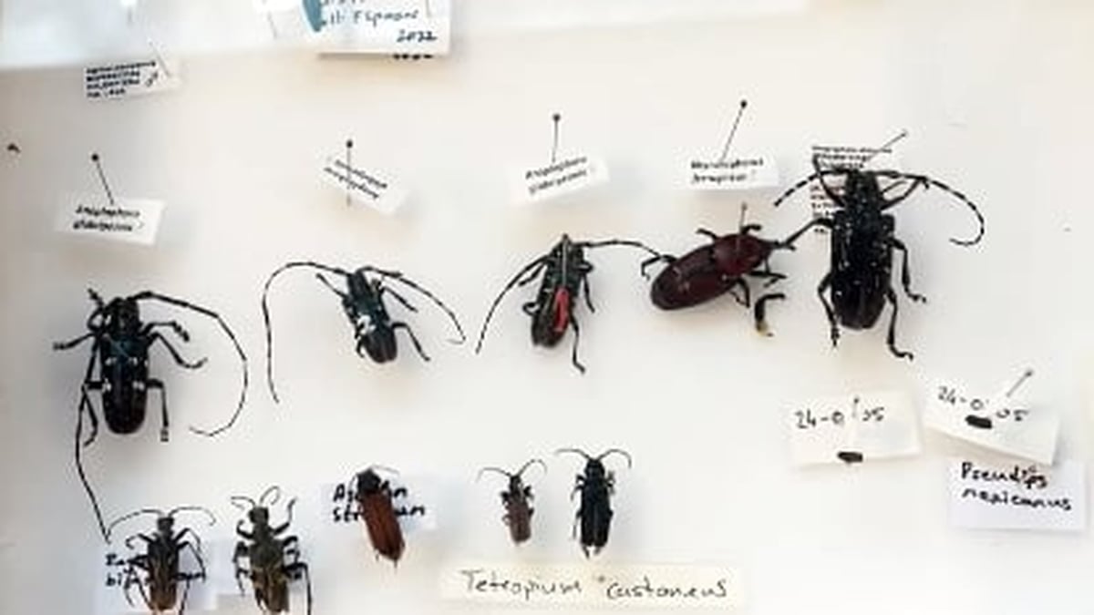 Keeping An Eye Out For Invasive Alien Species