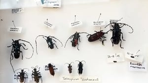 Keeping An Eye Out For Invasive Alien Species show image