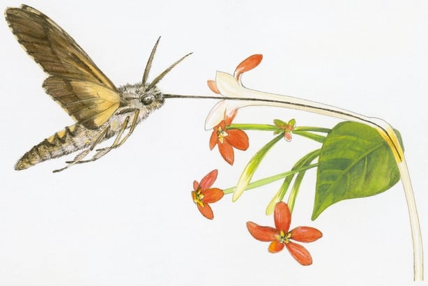 Illustration of Darwin's Hawk Moth (Xanthopan morganii praedicta) reaching nectar at spur of flower using long proboscis