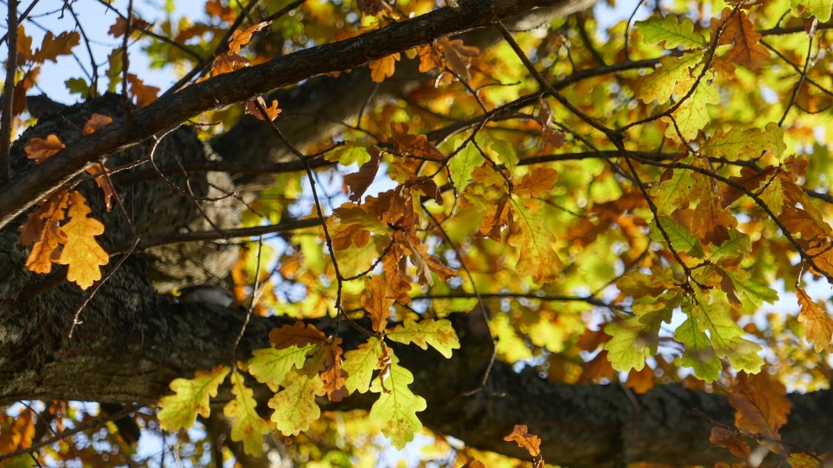 Getting Up Close And Personal With The Mighty Mother Oak Tree Of Muskerry