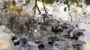 An Un-frog-gettable Experience! show image