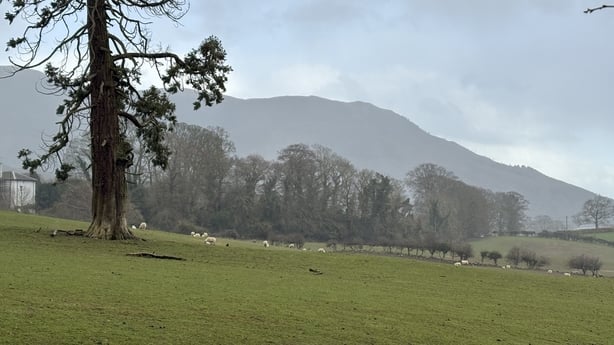 A view of a sheep farm in Rostrevor