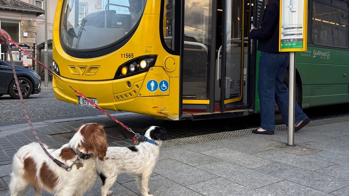 NTA opens a public submission for pets on public transport