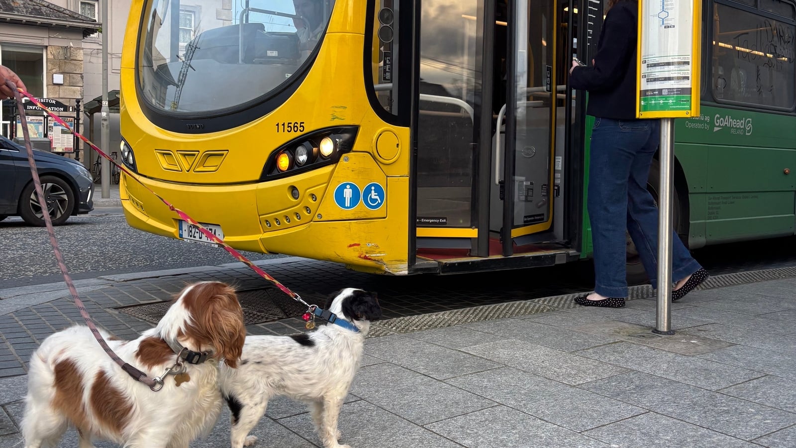 Paws on board - opinions sought over pets on transport