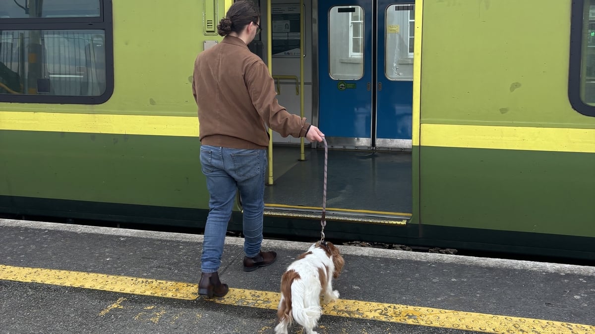How should we manage pets on public transport?