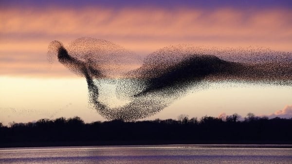Murmuration of Starlings over Lough Ennell, Westmeath