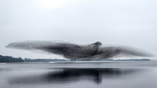 Murmuration of Starlings over Lough Ennell, Westmeath