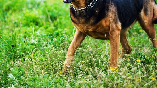 stock image of a large dog, wearing a metal collar, face not visible