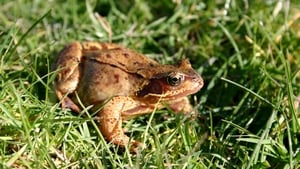 Nature On One: The Common Frog, Rana Temporaria show image