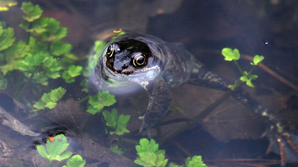 Nature On One: The Common Frog, Rana temporaria