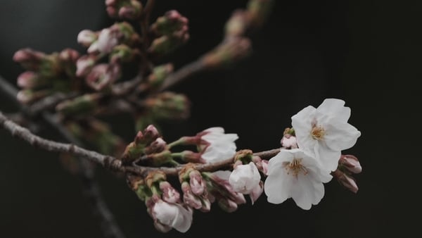 Flowering cherry blossoms and buds on a tree at Yasukuni Shrine in Tokyo