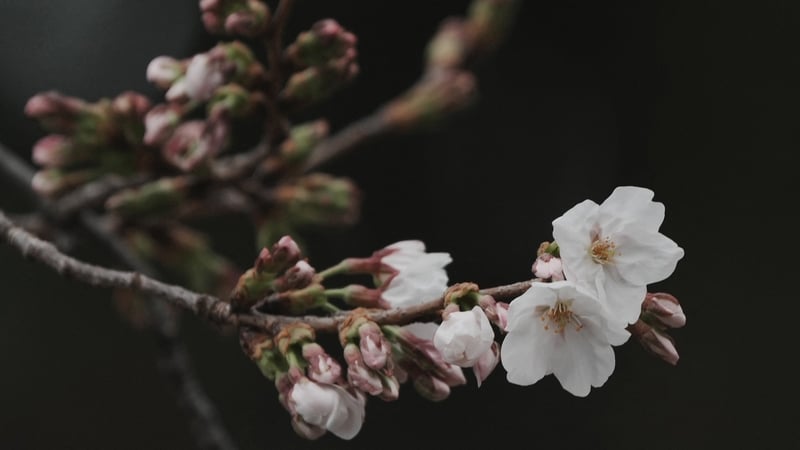 Flowering cherry blossoms and buds on a tree at Yasukuni Shrine in Tokyo