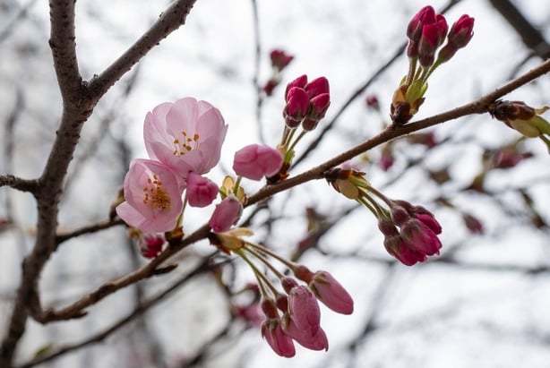 Flowering cherry blossoms on a tree in the Japanese capital, Tokyo