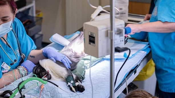 Photo shows Masaya, a 15-year-old Roloway monkey during an operation