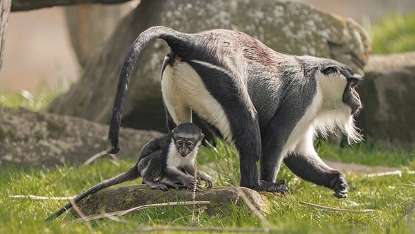 Photo shows Masaya, a 15-year-old Roloway monkey and her baby daughter Lagertha