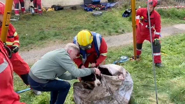 Dog rescue-Offaly