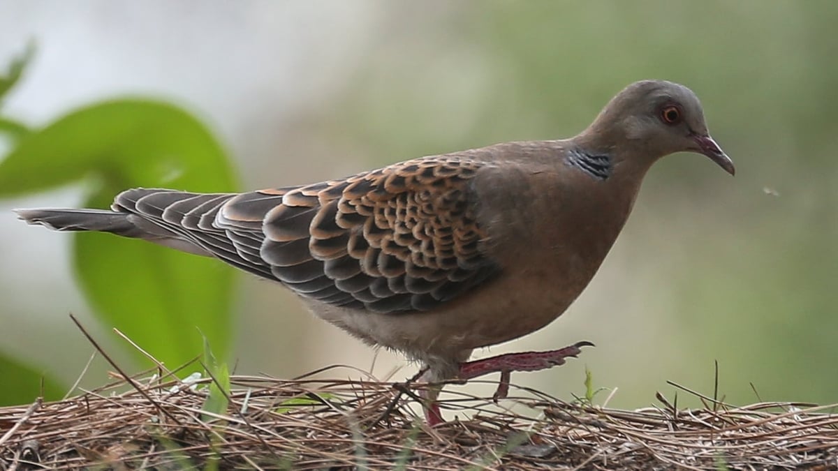First sighting of Oriental Turtle Dove in Ireland