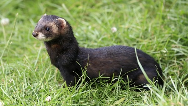 A stock image of a ferret