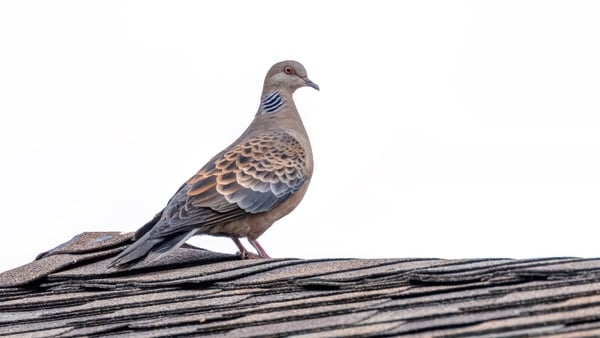 Oriental Turtle Dove on a roof