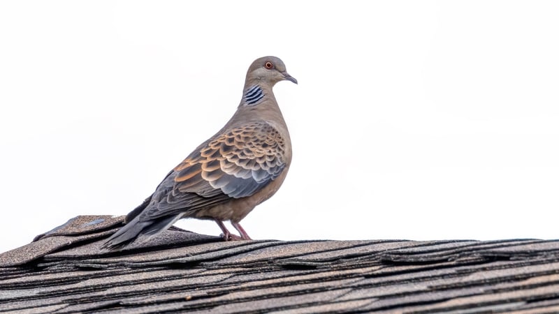 Oriental Turtle Dove on a roof