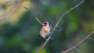 How watching birds in your garden can be part of a bigger picture show image