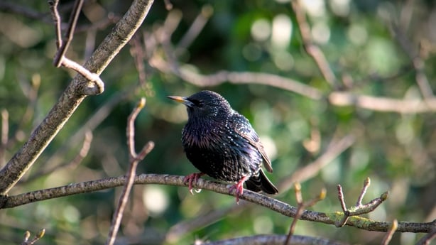 starling