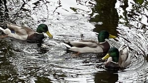 Suaimhneas show image