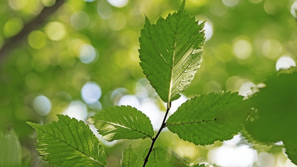 Leaves of the 'Wych Elm' Ulmus glabra in mature forest in Devon