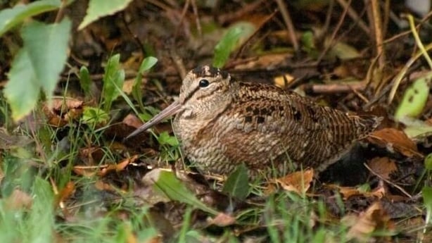 Woodcock (photo by Pete Smith / BirdWatch Ireland)