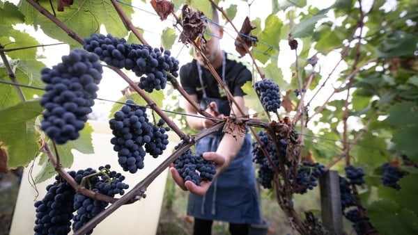 A harvesters picks bunches of grape of pinot noir to produce Cremant (sparkling wine) during the harvest at Domaine Moellinger vineyard, in Wettolsheim, eastern France