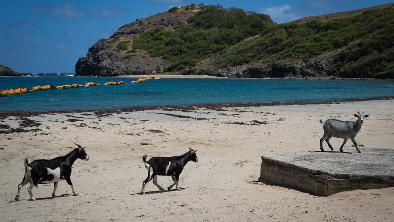 three goats walk on a beach with hills in the background