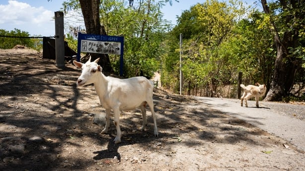 two goats are seen walking along a street 