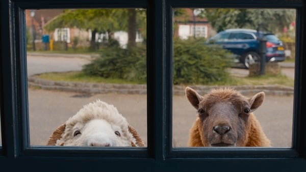 The Sheep Detectives are coming your way in May