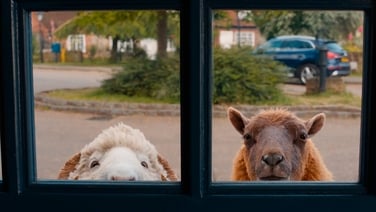 The Sheep Detectives are coming your way in May