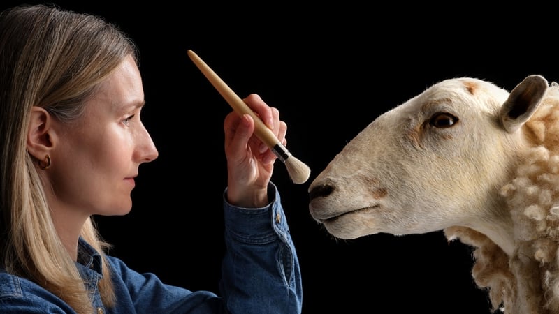 a woman uses a brush on the face of a stuffed sheep