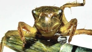 Pond Life  show image