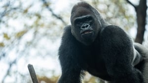 How to Appease the Alpha Male  show image